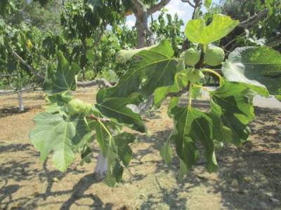 Η αναγκαία απελευθέρωση  της αγροτικής παραγωγής