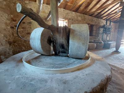 Διήμερη δράση για την ελιά στο Χαρακοπιό