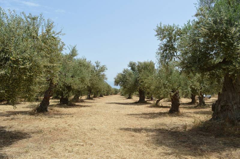 Λαμπρόπουλος σε Λυκουρέντζο για ελαιοκαλλιέργεια
