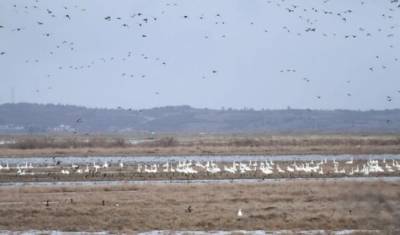 Δέλτα Έβρου: Κυνηγοί πυροβολούν ακόμα και ευδιάκριτα προστατευόμενα είδη