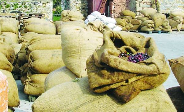 Αλβανός έκλεψε 21 τσουβάλια ελιές από τη Δάφνη Μεσσήνης