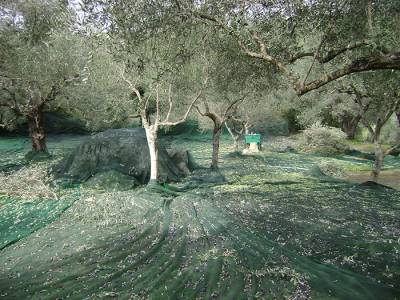 Αδυναμία και αντιδράσεις επέβαλαν την αναβολή: Του χρόνου η δήλωση συγκομιδής ελαιοκάρπου