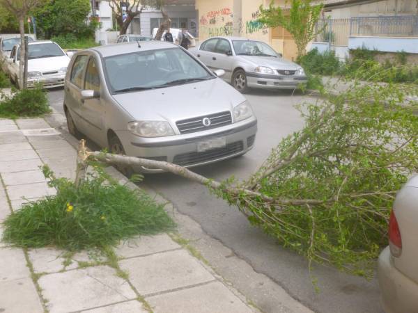 Προβλήματα σε δέντρα λόγω των ανέμων στην Καλαμάτα