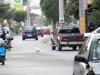 Η πάπια κόβει βόλτες