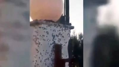 «Βρέχει» σκαθάρια στη Δυτική Αχαΐα - Κατακλύζουν τα σπίτια στο Μετόχι