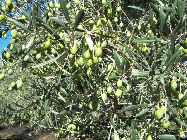 Εκπαιδευτική ημερίδα από το "Νηλέα"