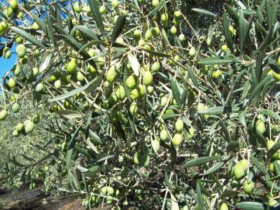 Εκπαιδευτική ημερίδα από το "Νηλέα"