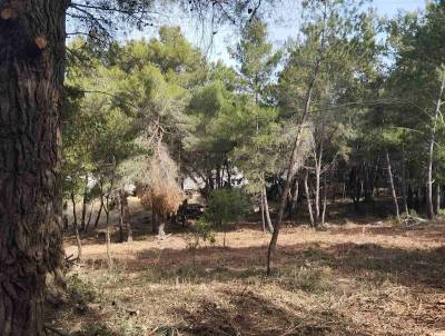 Ζώνες πυροπροστασίας στην Τριφυλία