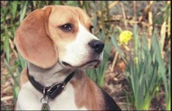 Δημοτικό... σαφάρι για σκυλιά στην Καλαμάτα