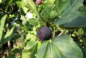 Περιοδεία και ερώτηση Πετράκου για τα σύκα