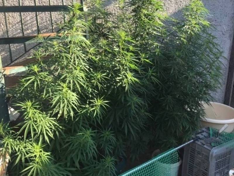 11 συλλήψεις στη Μεσσηνία