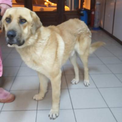 Σύλληψη για κακοποίηση σκύλου στην πλατεία της Καλαμάτας