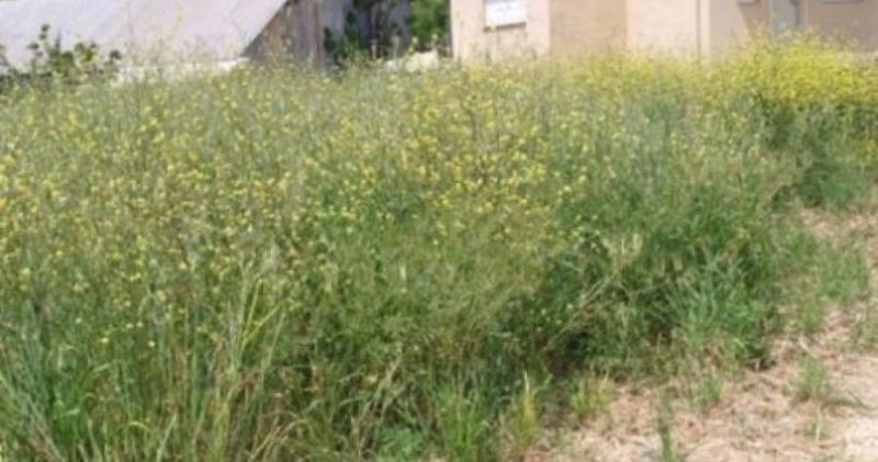 Καλαμάτα: Πρόστιμα σε ιδιοκτήτες που δεν καθαρίζουν οικόπεδα