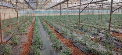 Σε κρίσιμη καμπή ο αγροτικός τομέας: 4.500 εργάτες γης  χρειάζεται η Τριφυλία - Δύο πρόεδροι αγροτικών συλλόγων μιλάνε στην «Ε»