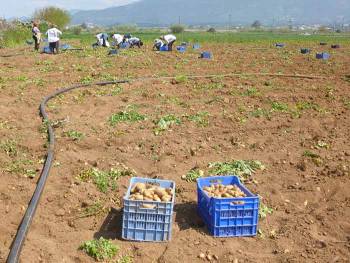 Χαμηλές αποδόσεις και μικρή ζήτηση της ανοιξιάτικης πατάτας