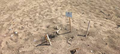 7.500 φωλιές χελώνας καρέτα – καρέτα στον Κυπαρισσιακό Κόλπο