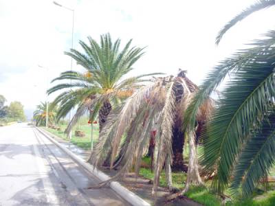 Το σκαθάρι τρώει τους φοίνικες