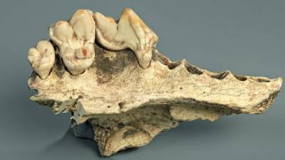 Οι σκύλοι ζουν μαζί με τους ανθρώπους περισσότερα από 14.000 χρόνια - Τι διαπίστωσαν μελέτες