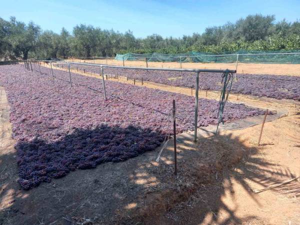 Σε αδιέξοδο οι παραγωγοί - Στα αζήτητα η σταφίδα της φετινής παραγωγής