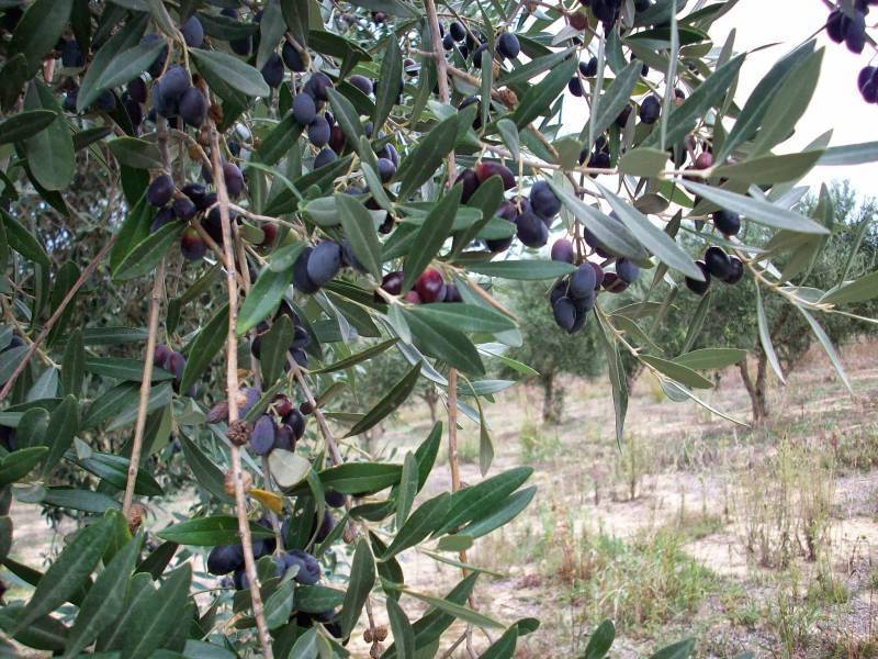 Ξεκίνησε η ανάρτηση παγίδων για το δάκο