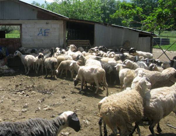 Χασίς σε μαντρί στην Κάτω Μέλπεια