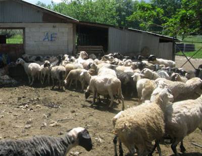 Χασίς σε μαντρί στην Κάτω Μέλπεια