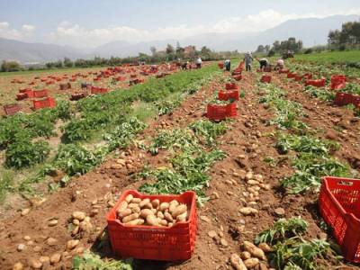 Ερώτηση βουλευτών ΚΙΝΑΛ για πατάτες της Μεσσηνίας