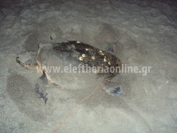 Xελώνα καρέτα - καρέτα γέννησε στην Παραλία της Καλαμάτας (φωτογραφίες)