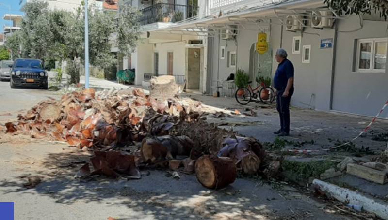 Καλαμάτα: Παρέμβαση για την άρση επικινδυνότητας υψηλών δέντρων