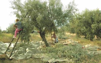 Δήμος Πύλου – Νέστορος: “Λαϊκή Συσπείρωση” κατά δημοτικής αρχής για το κάλεσμα εργατών γης από Θεσσαλία