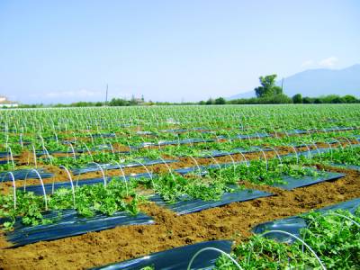 Ξεσκεπάστηκε το 50% των καρπουζιών στην Τριφυλία