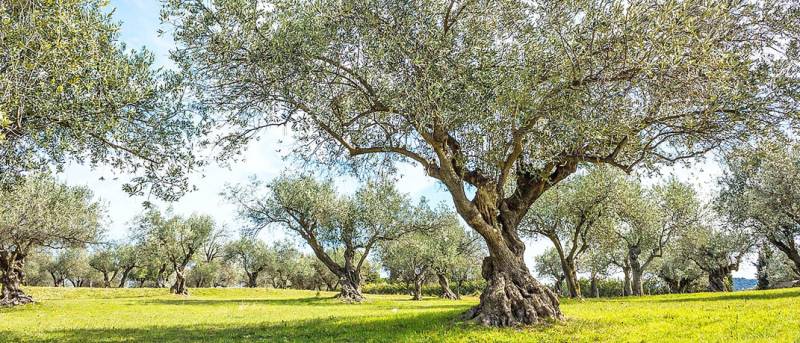 Αβεβαιότητα στην αγορά ελαιολάδου, ενώ η Μεσσηνία αναζητά ισχυρότερη εμπορική ταυτότητα