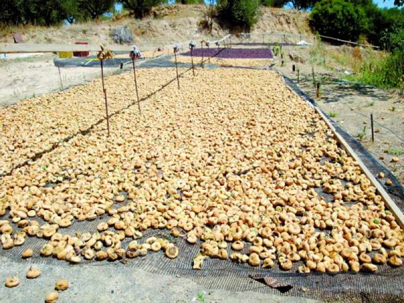 Μεσσηνία: Μειωμένη η φετινή παραγωγή σύκων - Την άλλη εβδομάδα ανοίγουν τα απεντομωτήρια