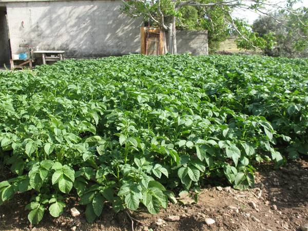 152 νέοι δικαιούχοι βιολογικής γεωργίας στη Μεσσηνία (όλα τα ονόματα)