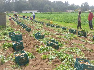 Παιχνίδια εμπόρων με εισαγόμενες πατάτες καταγγέλλουν οι παραγωγοί Μεσσήνης και Μπουρνιά