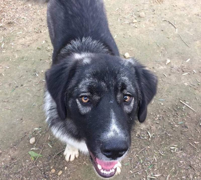 Σύμβαση για τα αδέσποτα της Τριφυλίας