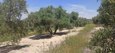 Αγροτικός Σύλλογος Χανδρινού: Μήνυση κατά παντός υπευθύνου για την καταστροφή του ελαιοκάρπου