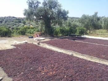 Δικαίωση για τη σταφίδα και το μέλλον