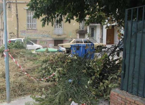 Κάλεσμα από τον Δήμο Τριφυλίας για κλάδεμα δέντρων που εξέχουν