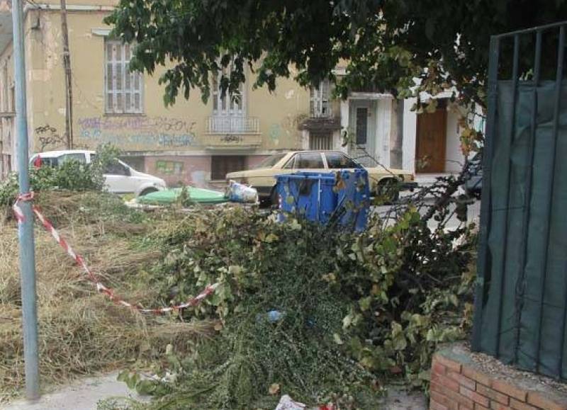 Κάλεσμα από τον Δήμο Τριφυλίας για κλάδεμα δέντρων που εξέχουν