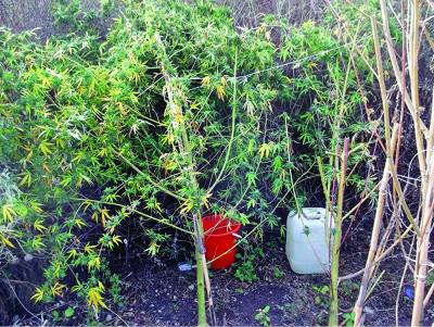 Πότιζε χασισοφυτεία με νερό από το νεκροταφείο Κυπαρισσίας