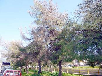 Μετά τα πλατάνια και τους φοίνικες: Ξεραίνονται και τα πεύκα στην Αρτέμιδος