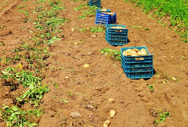 Μεσσήνη: Καταστροφή παραγωγών από προβληματικό πατατόσπορο