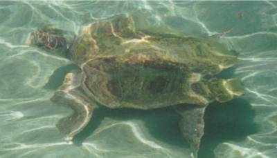 Θαλάσσια χελώνα αναστατώνει κολυμβητές στον Αγρίλη