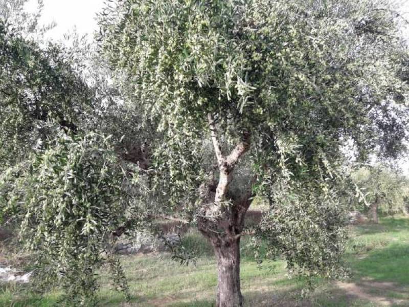 Ο Στ. Αναστασόπουλος για τη φετινή ελαιοπαραγωγή: &quot;Θα έχουμε ποιοτικό ελαιόλαδο  και μεγάλη ποσότητα&quot; (βίντεο)