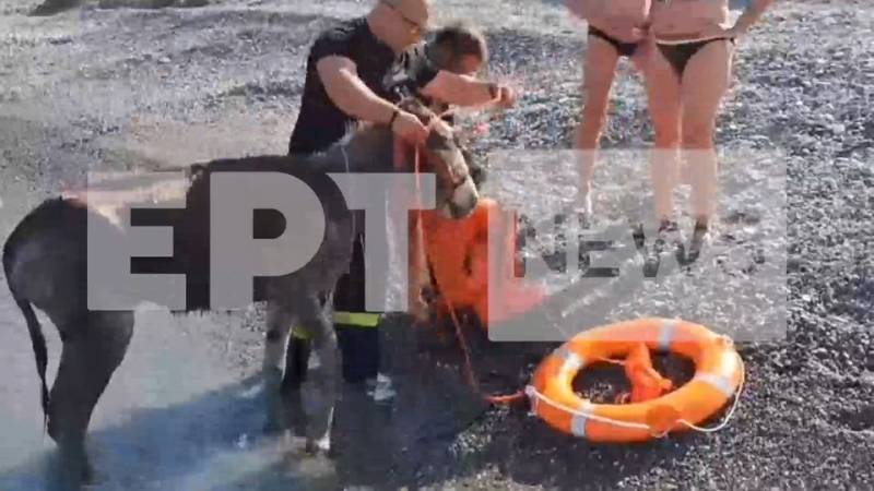 Κάρπαθος: Διάσωση δια θαλάσσης για δύο γαϊδούρια – Ειδική επιχείρηση από την πυροσβεστική