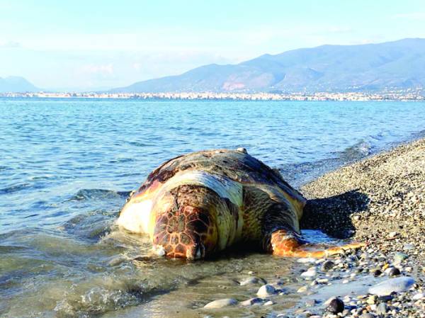 Νεκρή χελώνα στη Μικρή Μαντίνεια
