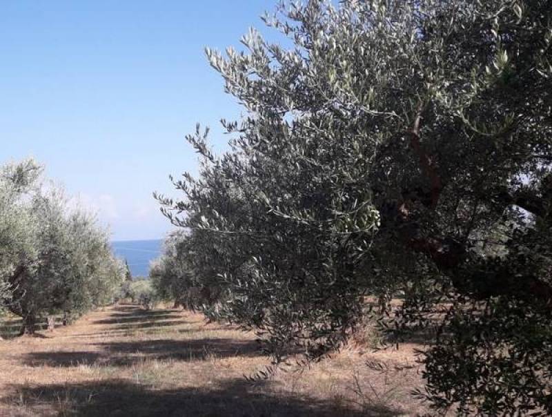 Μεσσηνία: Το πρόγραμμα της δακοκτονίας για την Παρασκευή 8-10