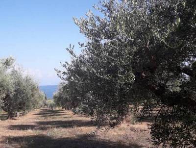 Μεσσηνία: Το πρόγραμμα της δακοκτονίας για την Παρασκευή 8-10