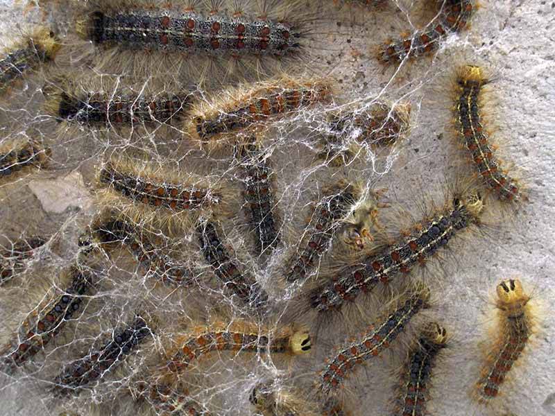 Αμέτρητες κάμπιες στη Μεθώνη